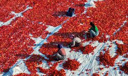 Türkiye, yılın ilk yarısında kurutulmuş domatesten 95 milyon dolar kazandı