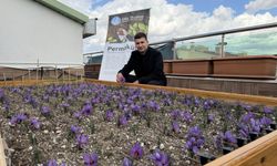 Ülkü Ocakları’ndan anlamlı proje: Terasta safran üretimi başarısı