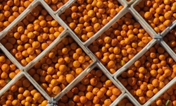 10 Ayda mandalina ihracatı 375 milyon dolara ulaştı