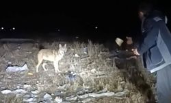 Ardahan’da yol kenarında karşılaştığı kurdu eliyle besledi