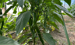 Türkiye’nin en acı biberi için hasat zamanı başladı