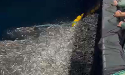 Bozcaada’da Balıkçılar Yavru Kupesleri Denize Geri Saldı