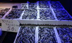 Trabzon’da hamsi bereketi: Tezgahlar dolu, fiyatlar uygun