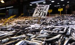Karadeniz'de son 35 yılın en verimli hamsi sezonu