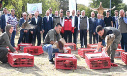 Kene ve kahverengi kokarcaya karşı doğaya binlerce keklik ve sülün bırakıldı