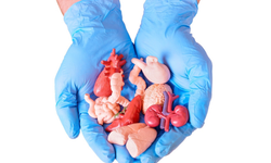 Samsun, organ naklinde Türkiye birincisi oldu