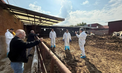 Denizli’de şap hastalığı alarmı: Yol kontrolleri ve aşılama çalışmaları artırıldı