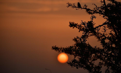 Kızılırmak Deltası sonbaharda büyüledi