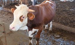 USDA raporu: Türkiye’de her yıl 400–500 bin buzağı kaybı yaşanıyor