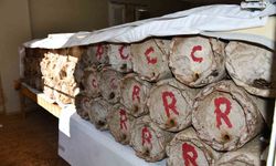 Evinin en güzel odasını bal arılarına ayırdı