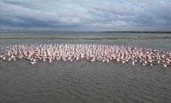 Gala Gölü binlerce  göçmen kuşunun vazgeçilmez durağı