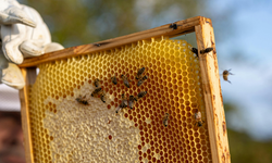 Uzmanı uyardı: Yanlış arı seçimi koloniyi bitiriyor