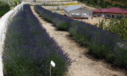 Türkiye’nin en zengin tıbbi bitki merkezi Eskişehir'de