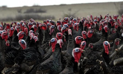 Yılbaşı öncesi hindi satışları arttı; dişi hindi daha çok tercih ediliyor