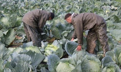 Sakarya’da lahana hasadı başladı