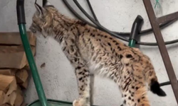 Torul’da vaşak paniği: Yaban hayatı ilçe merkezine indi