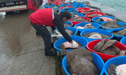 Kefken’de kaçak kalkan balığı operasyonu: 500 balık ele geçirildi