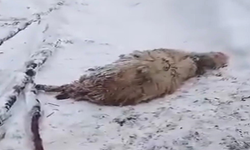 Ordu’da kardan çatısı çöken ağıldaki 7 koyun öldü