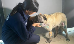 Kamyonete bağlanarak sürüklenen köpek kurtarıldı: Ciddi iç kanama riski var