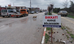 Hatay’da kuduz alarmı: Dört mahallede acil karantina uygulaması