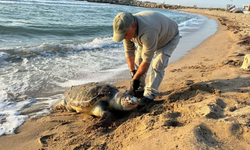 Kuşadası’nda aynı gün 3 deniz kaplumbağası ölü bulundu