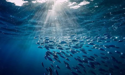 Türkiye, IOTC’de gözlemci ülke statüsü kazandı