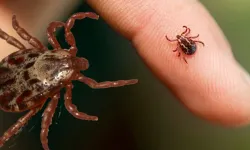 Çin'de yeni virüs alarmı: Keneler yoluyla bulaştığı belirlendi