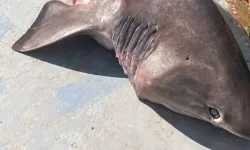 Saros Körfezi’nde dev köpek balığı şaşkınlığı! 350 kiloluk boz camgöz ağa takıldı