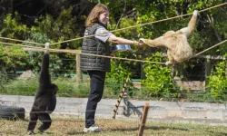 Gibonlardan ayrılmadı: Onların peşinden Kocaeli'den İzmir'e taşındı