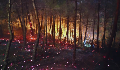 Çevre Dr. Ufuk Özkan: Ormanlarımız şiddetli bir stres altında