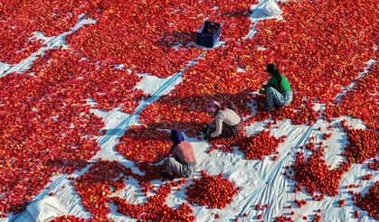 Türkiye, yılın ilk yarısında kurutulmuş domatesten 95 milyon dolar kazandı