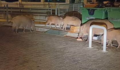 Belediye sessiz kaldı, Marmaris’i domuzlar ele geçirdi
