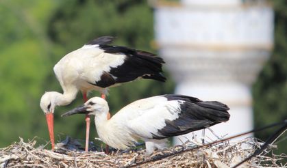 Leyleklerin en sevdiği o yer