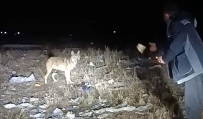 Ardahan’da yol kenarında karşılaştığı kurdu eliyle besledi