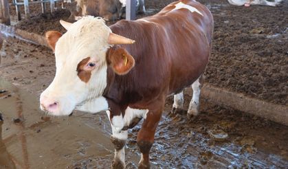 USDA raporu: Türkiye’de her yıl 400–500 bin buzağı kaybı yaşanıyor