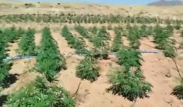 Bingöl’de 5 noktada 23 bin kök kenevir ele geçirildi