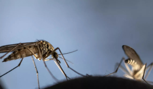 Çin'de Chikungunya alarmı: 7 binden fazla vaka bildirildi