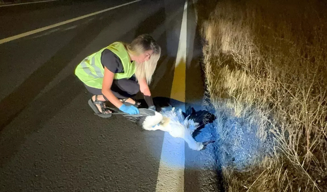 Çorlu’da 15 leylek elektrik akımına kapılarak hayatını kaybetti
