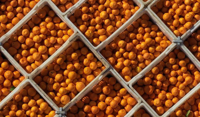 10 Ayda mandalina ihracatı 375 milyon dolara ulaştı