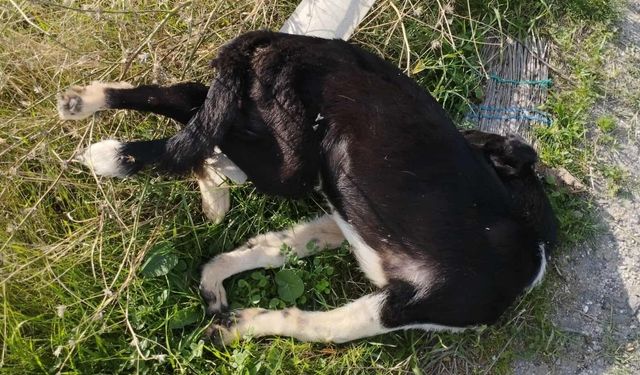 Buldan'da yol kenarında köpek ölüleri bulundu