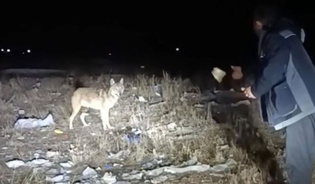 Ardahan’da yol kenarında karşılaştığı kurdu eliyle besledi