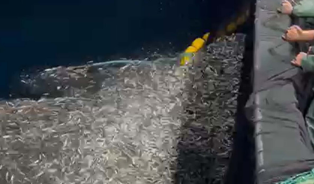 Bozcaada’da Balıkçılar Yavru Kupesleri Denize Geri Saldı