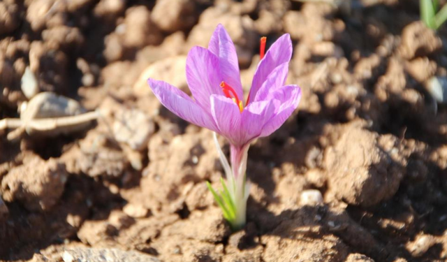 Üreticilere yeni fırsat: Honaz’da safran soğanları filizlendi