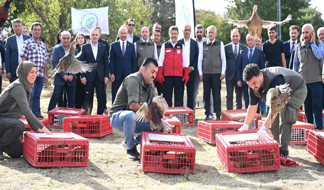 Kene ve kahverengi kokarcaya karşı doğaya binlerce keklik ve sülün bırakıldı