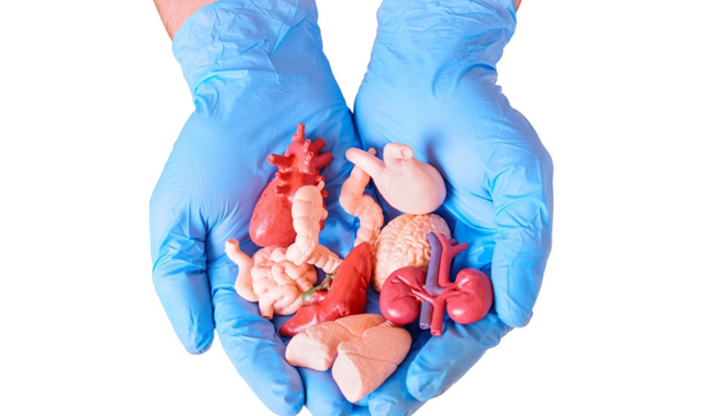 Samsun, organ naklinde Türkiye birincisi oldu