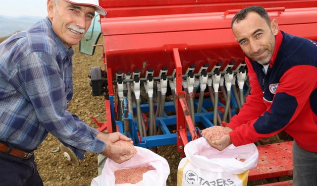 Kocaeli’nde çiftçilere 1.450 ton tohum desteği