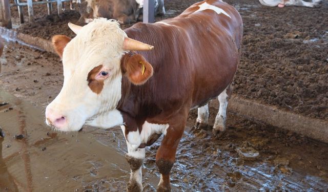 USDA raporu: Türkiye’de her yıl 400–500 bin buzağı kaybı yaşanıyor