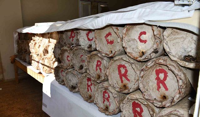 Evinin en güzel odasını bal arılarına ayırdı