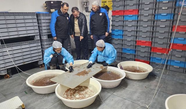 Çanakkale’de deniz solucanı üretiminde Türkiye’ye örnek tesis