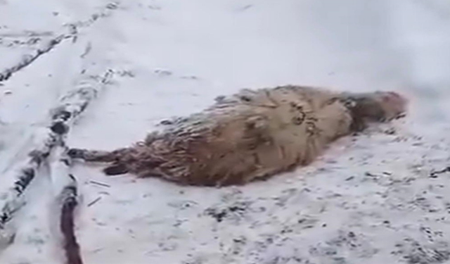 Ordu’da kardan çatısı çöken ağıldaki 7 koyun öldü